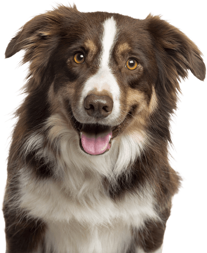 Doffy daycare grooming