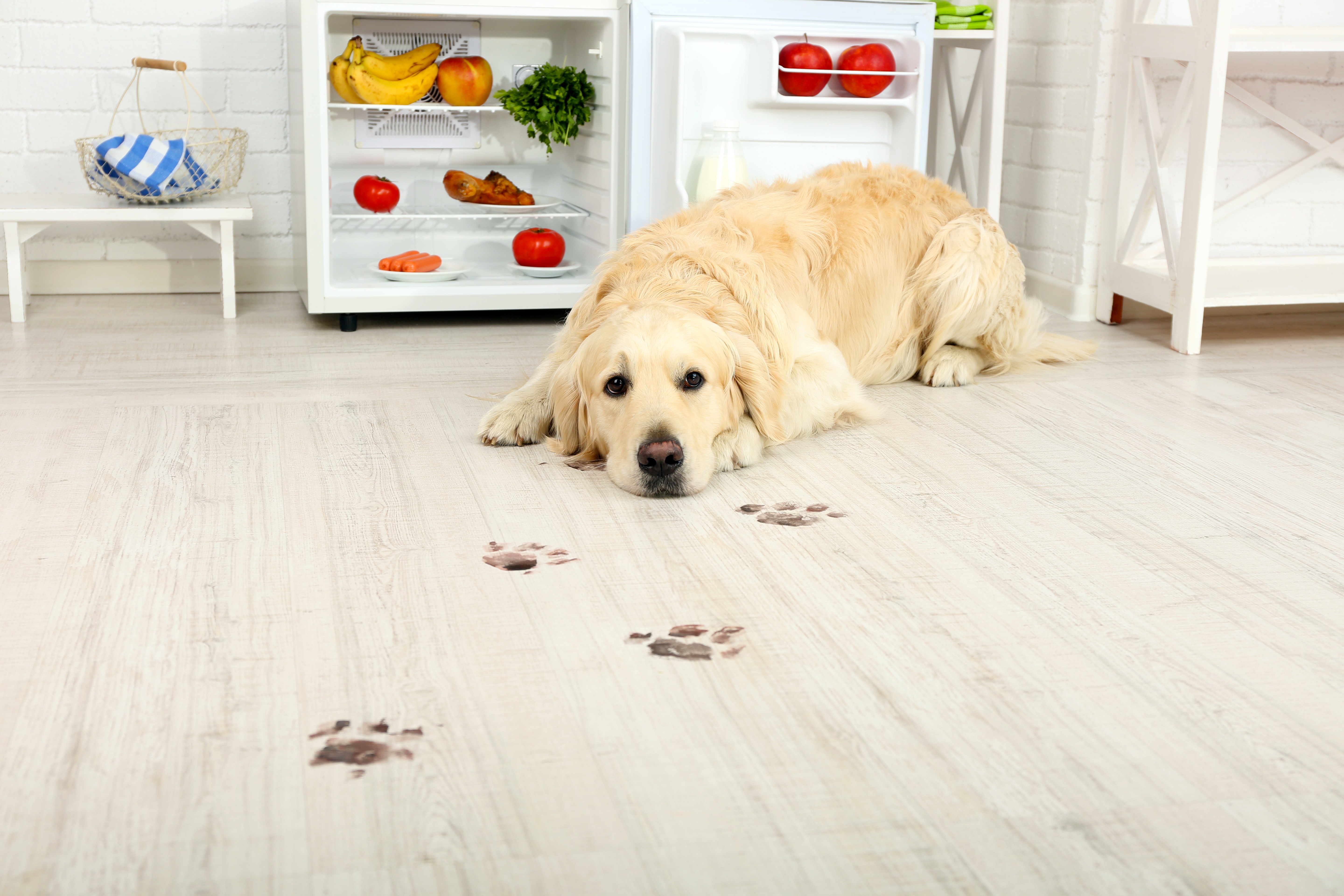 Pet-friendly flooring that resists scratches and cleans easily after muddy paws, keeping homes calm and hygienic.
