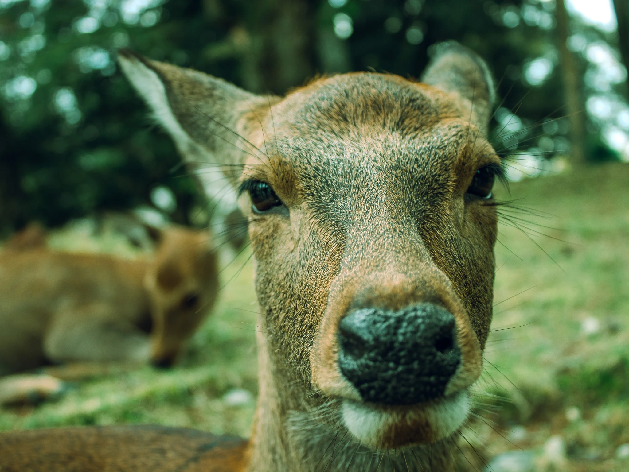 A close portrait of a deer in a forest