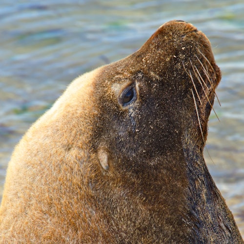 Shoalwater Islands Marine Park: Guided Snorkeling Tour + Lunch tickets in Perth