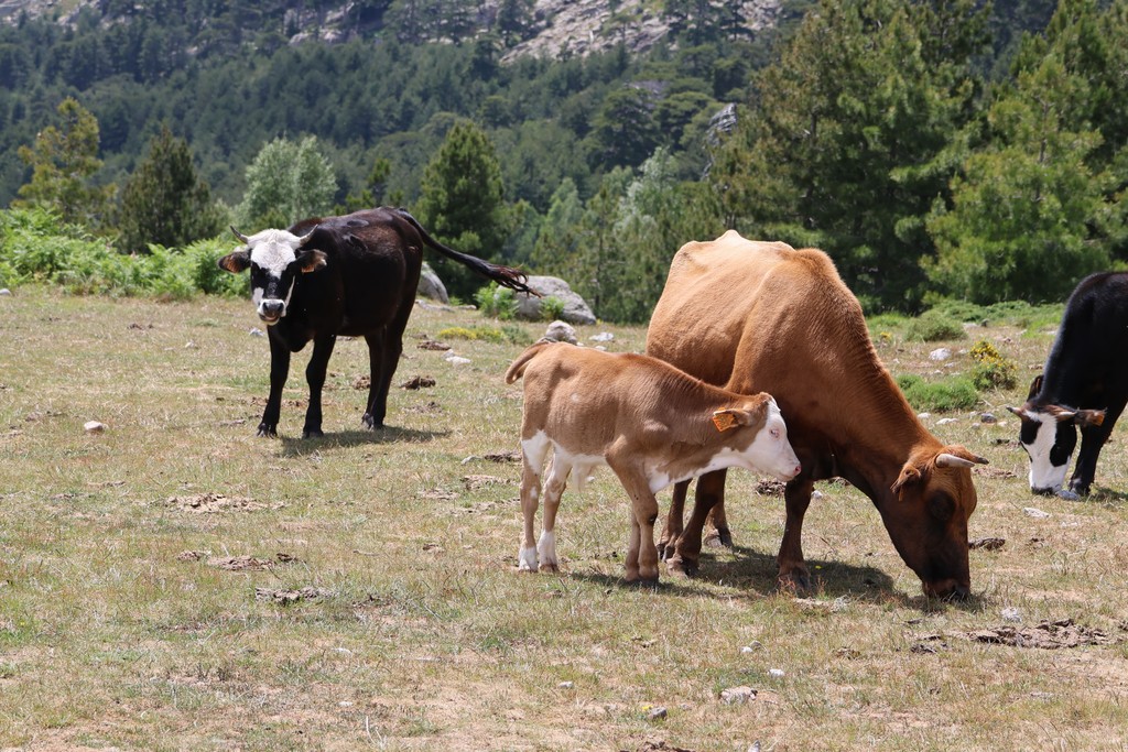 dieta-transicion-vacas