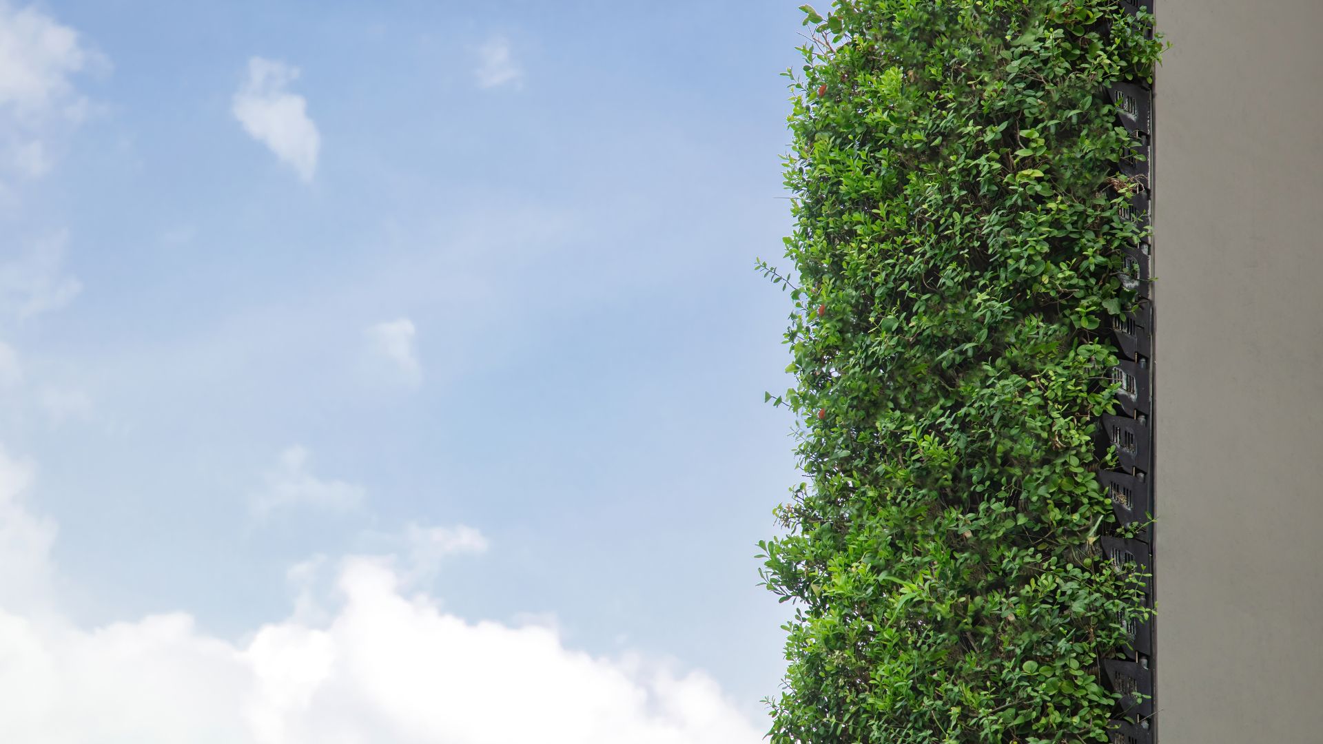 Muro Verde Sustentable Cdmx