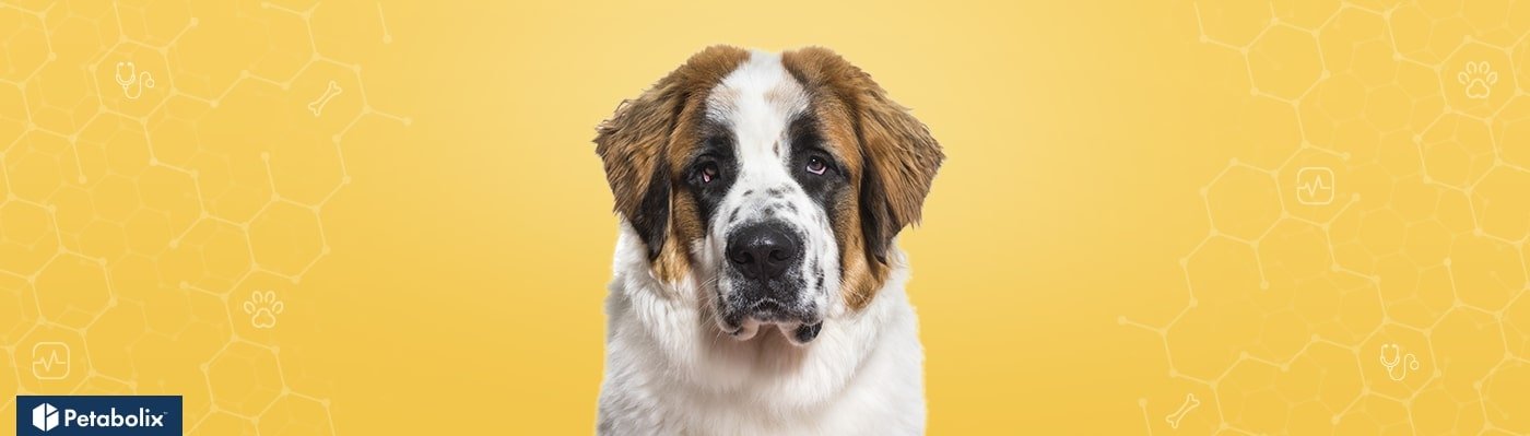 St. Bernard image