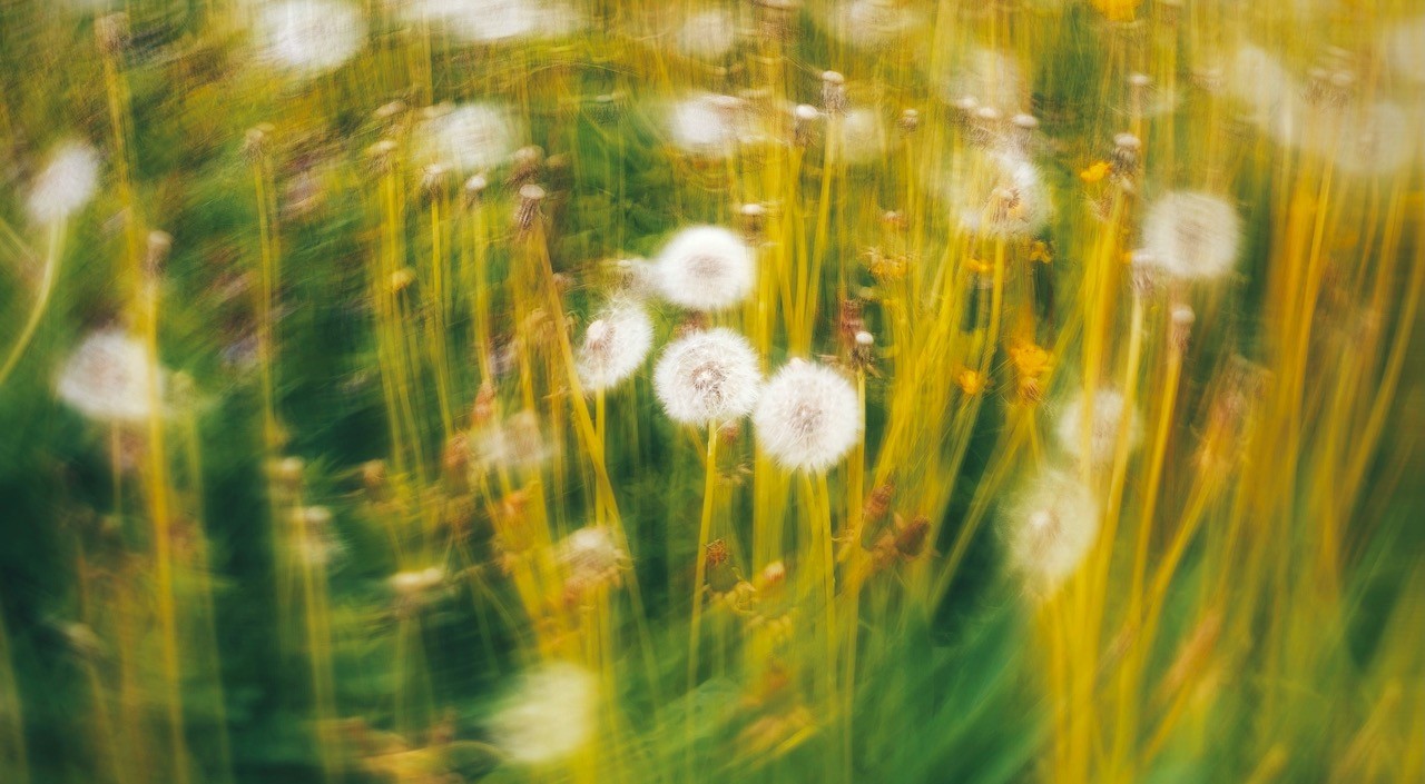 Details Image
