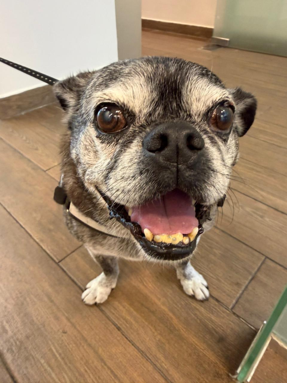 A dog being held by a leash is standing on the wooden floor.