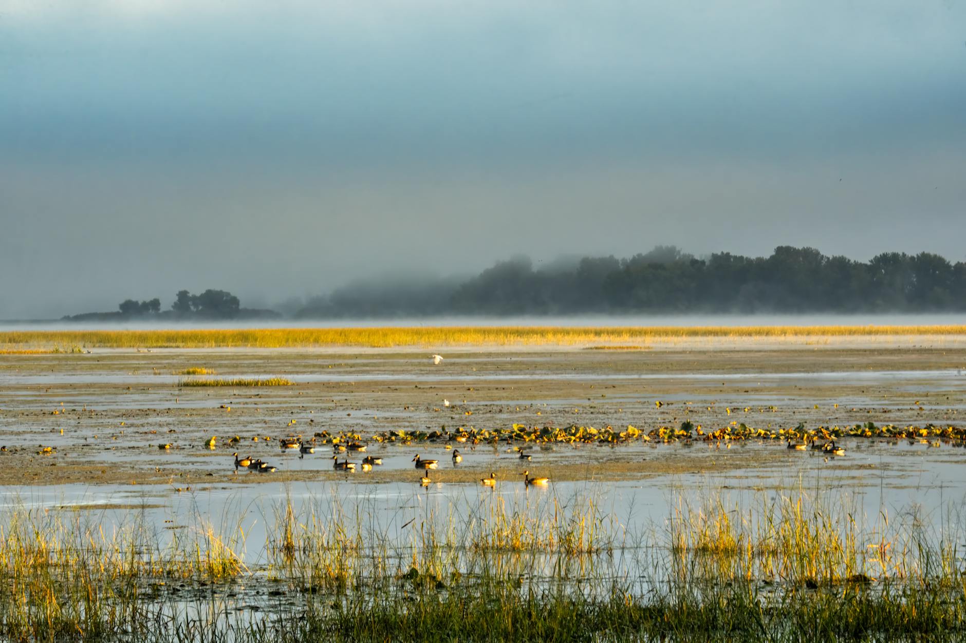 Wading birds gathered on a shallow misty estuary at dawn with reeds in the foreground and trees on the horizon