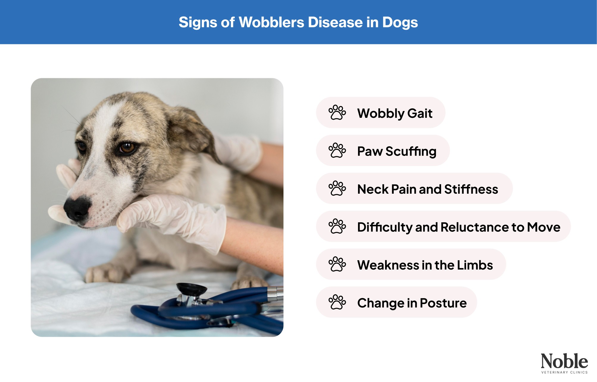 An infographic highlighting the symptoms of Wobblers disease in dogs.