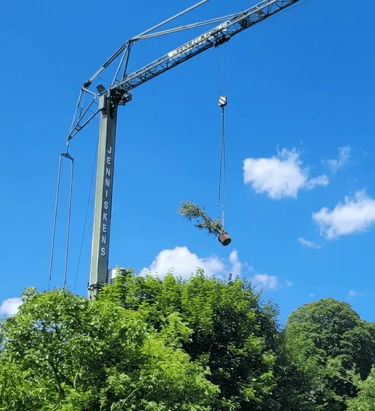 Complexe werkzaamheden - plant met hijskraan verplaatsen door Hoveniersbedrijf Star Landscaping te Cuijk