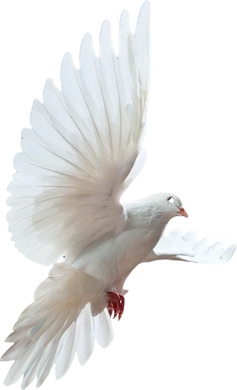 White dove in flight with wings fully extended on a transparent background.