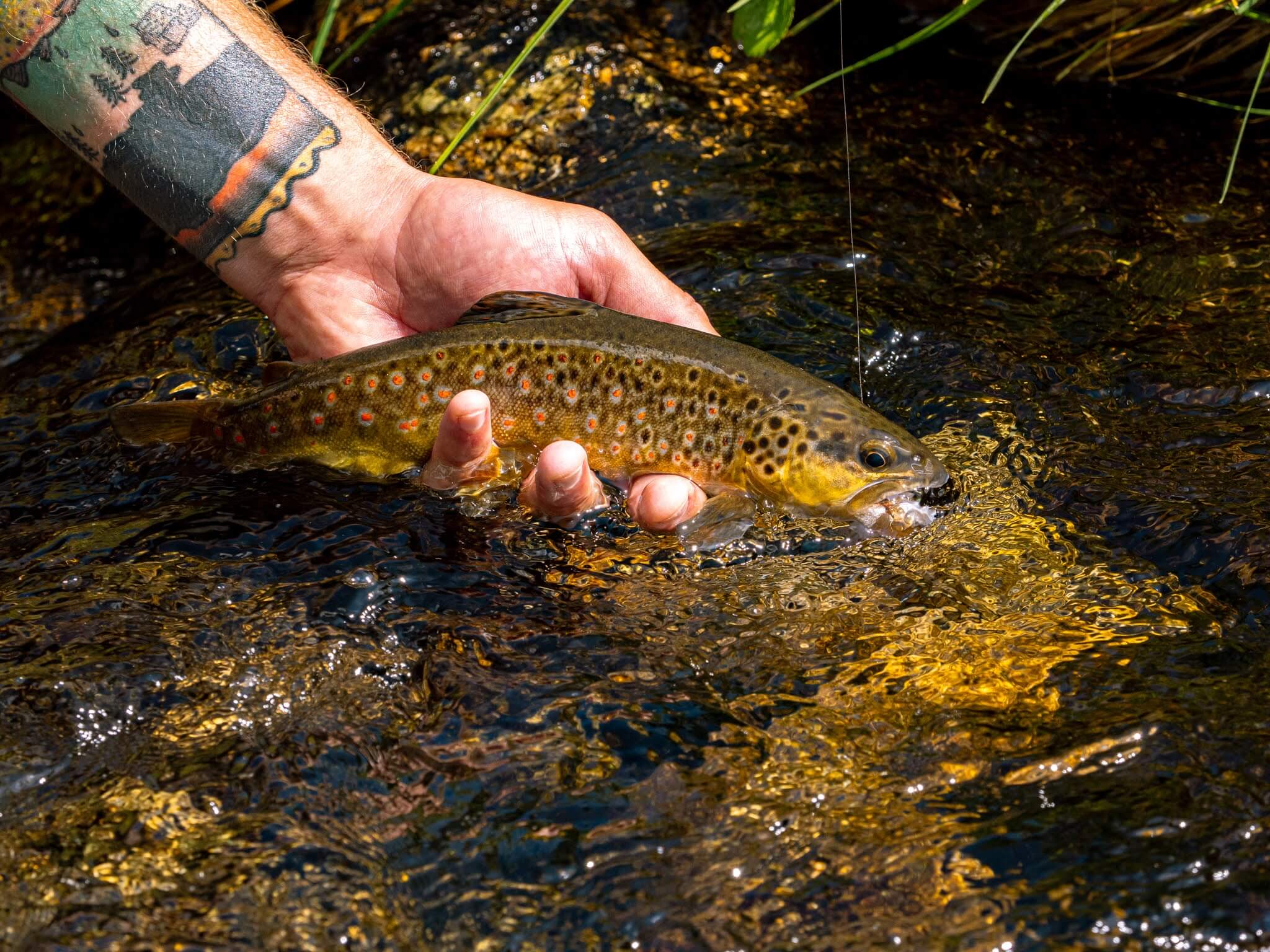A stunning wild Brown Trout captured in the high-altitude waters of Germenega, showing the vibrant colors of fish living far from civilization