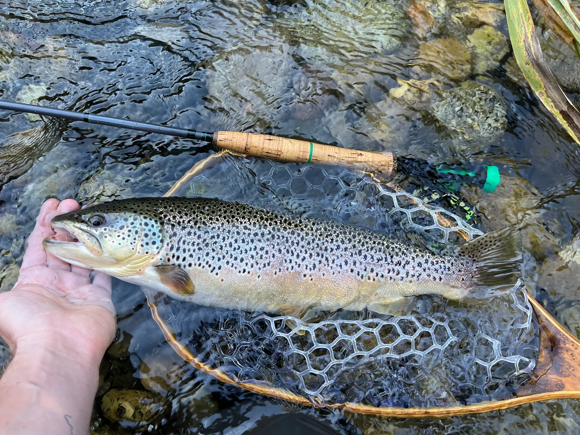 big trout caugh on fly near barcelona