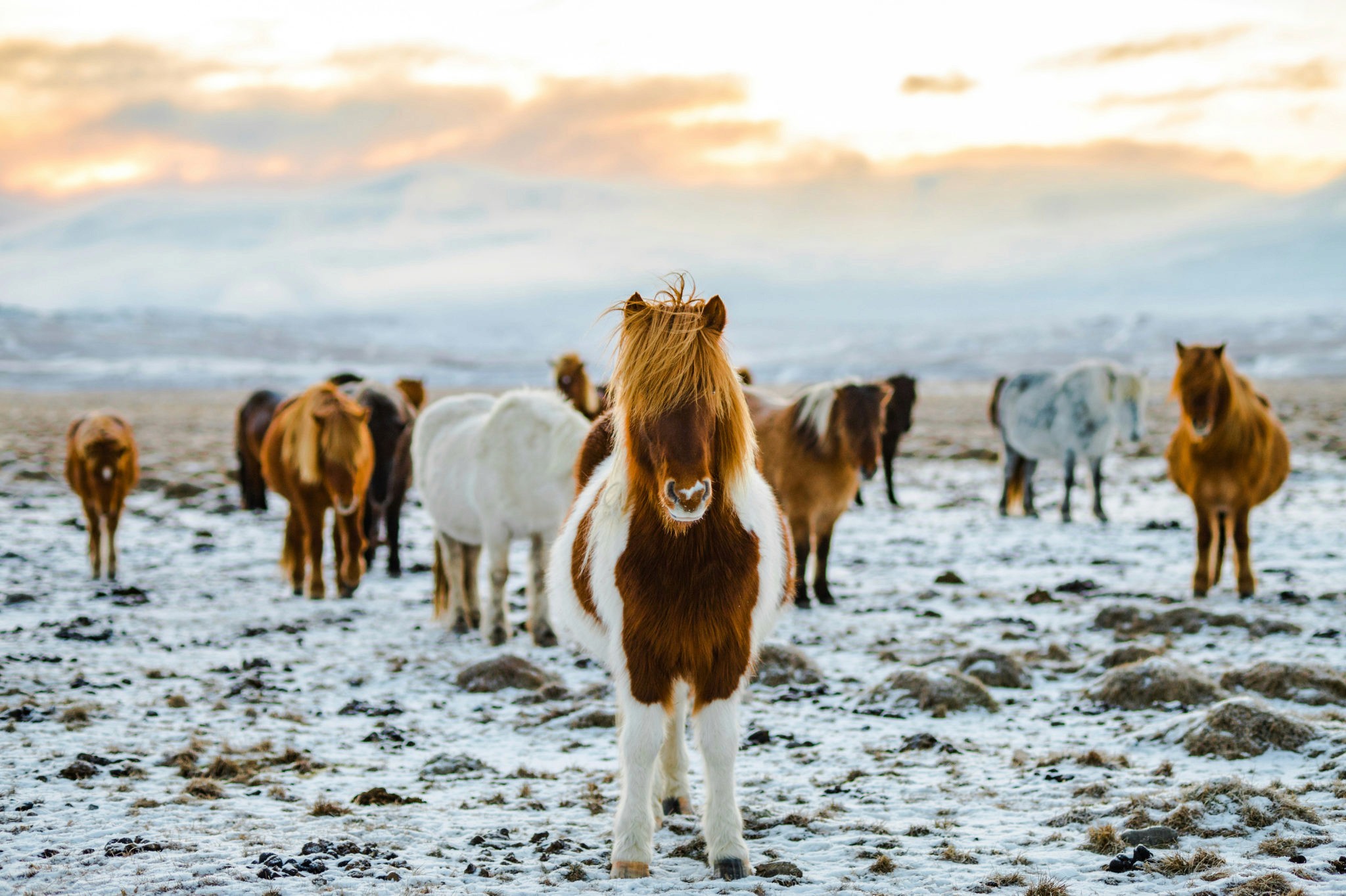 A field of wild ponies