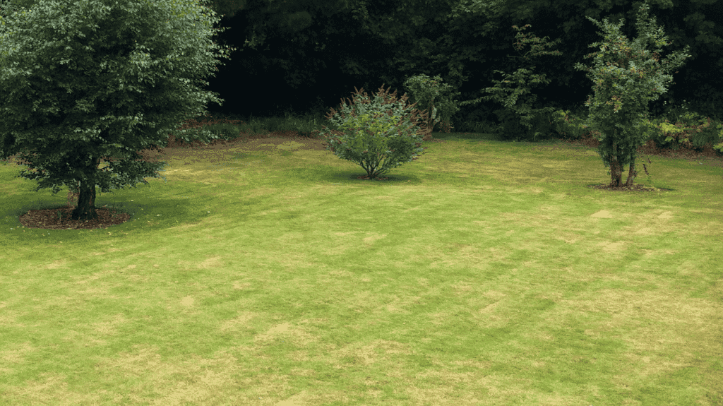 A patchy early summer lawn in St. Louis County