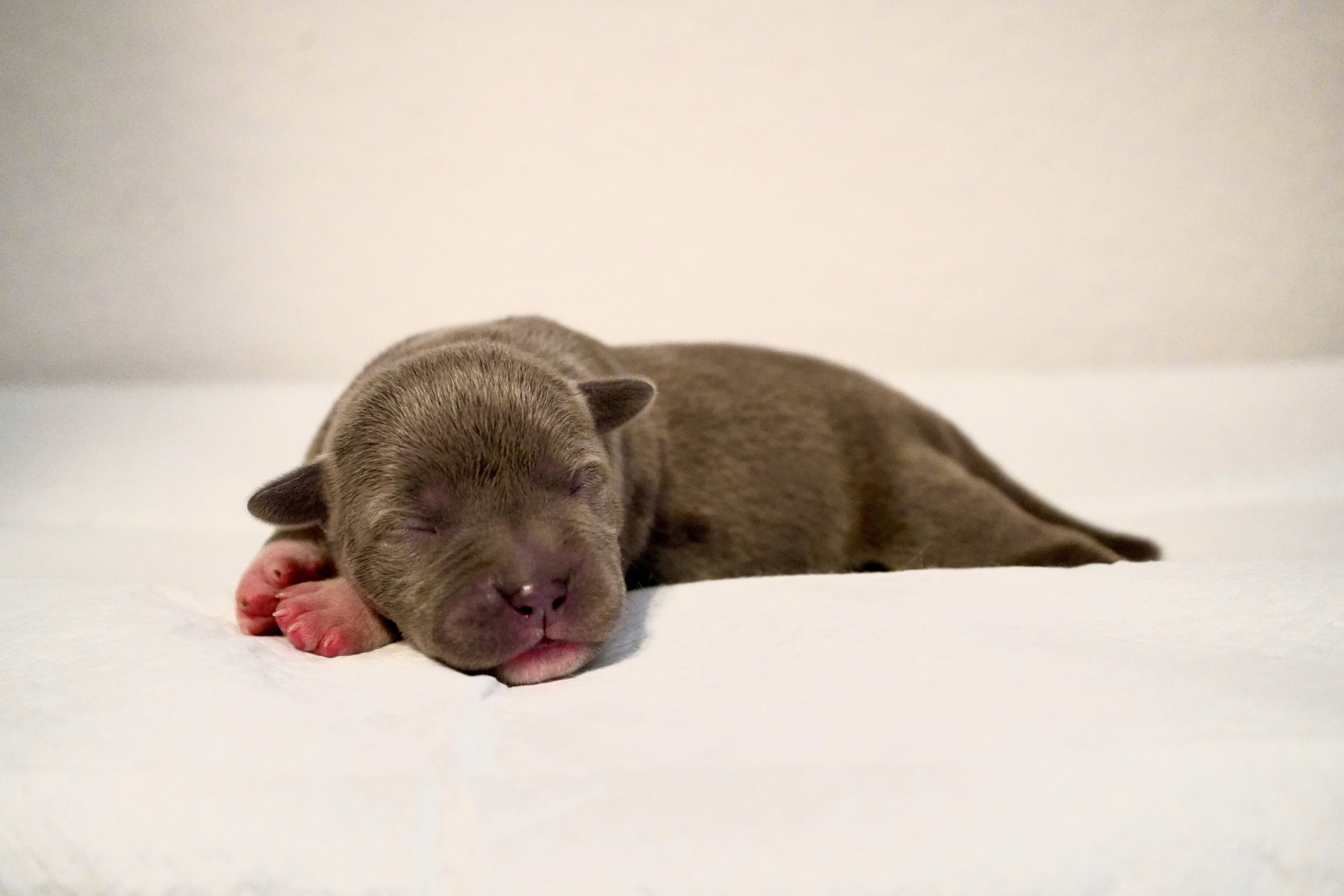 Big Dawg Bullies American Bully for sale - Black Tri Female 