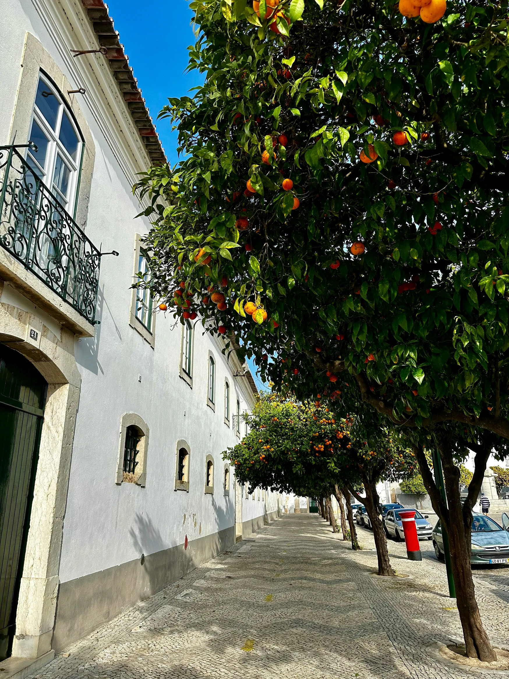 Quiet street in Faro with white buildings, balconies, and orange trees along the sidewalk