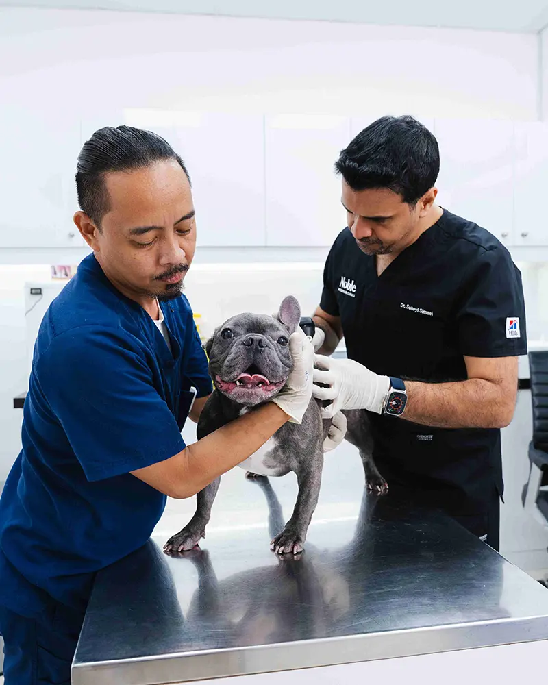 Two veterinarians are giving a dog a complete checkup inside the vet clinic.