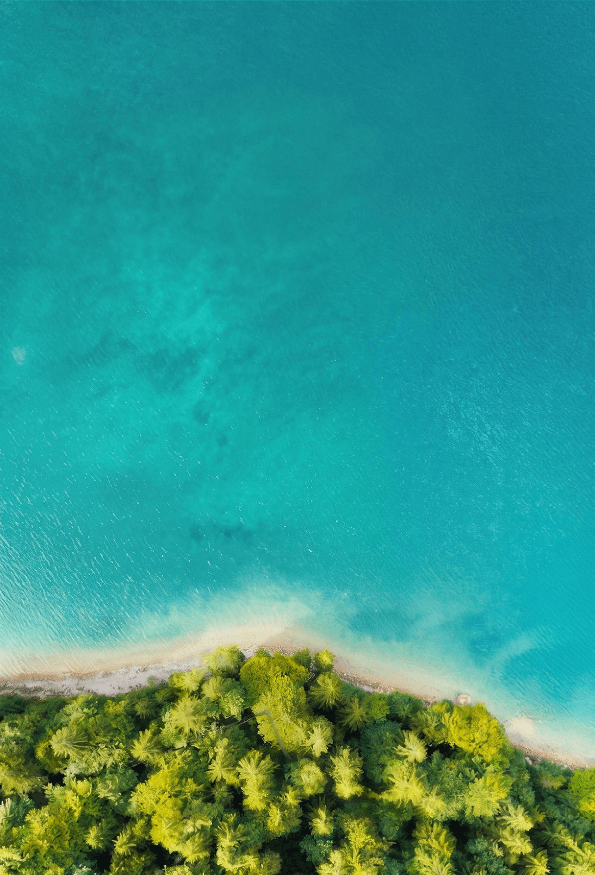 The Earth 