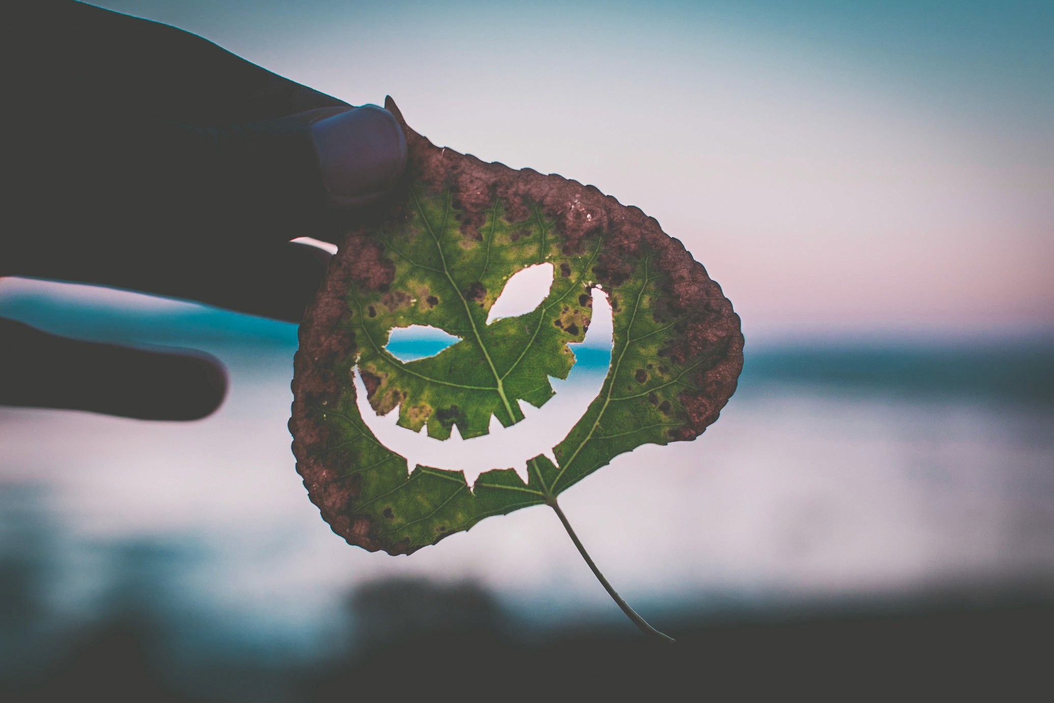 Picture of a leaf with a scary face carved out of it