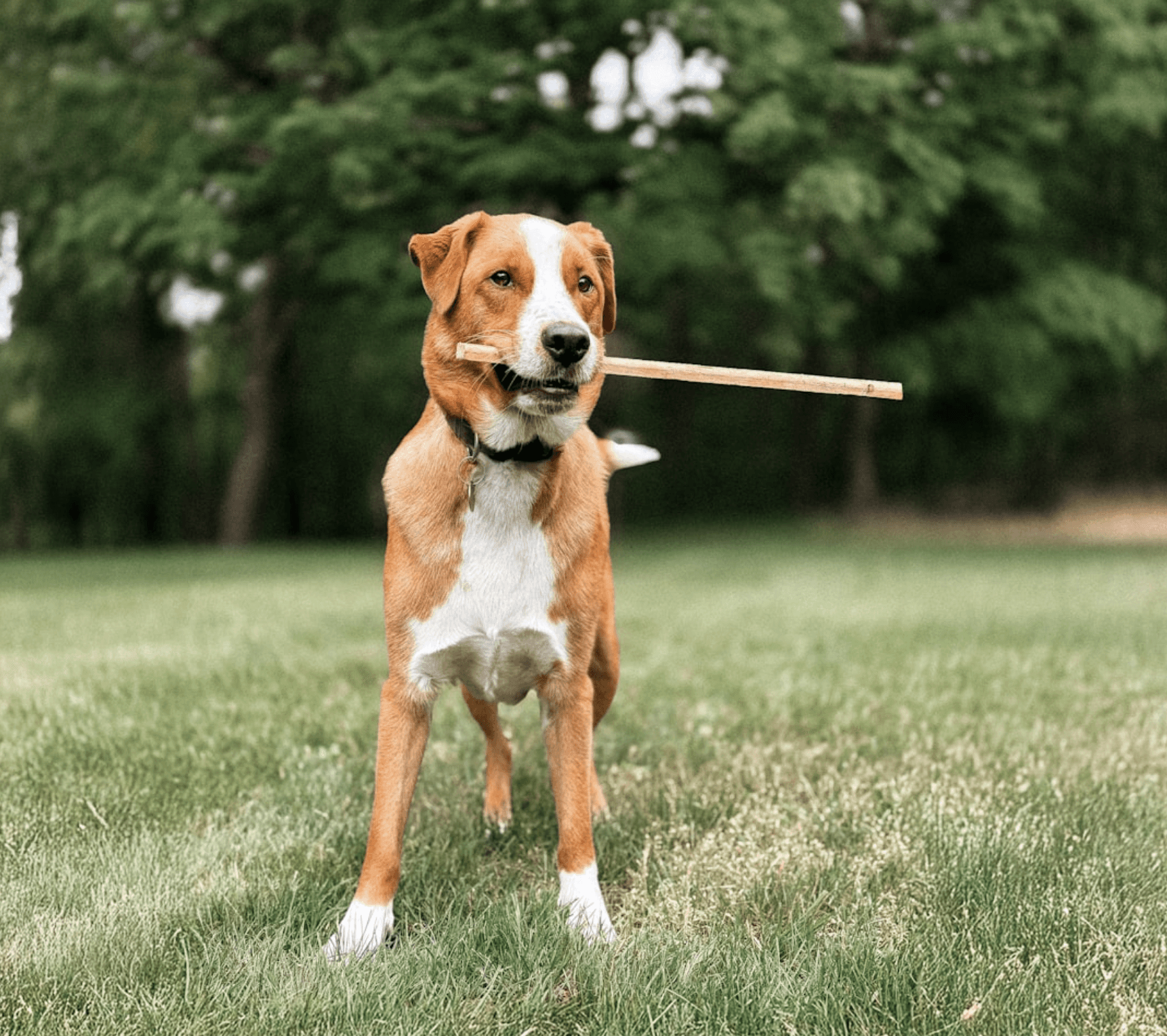 parent growing in capability and self-trust alongside their developing dog
