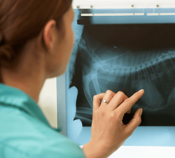 A veterinarian checks on a pet's X-ray result to detect a bone fracture