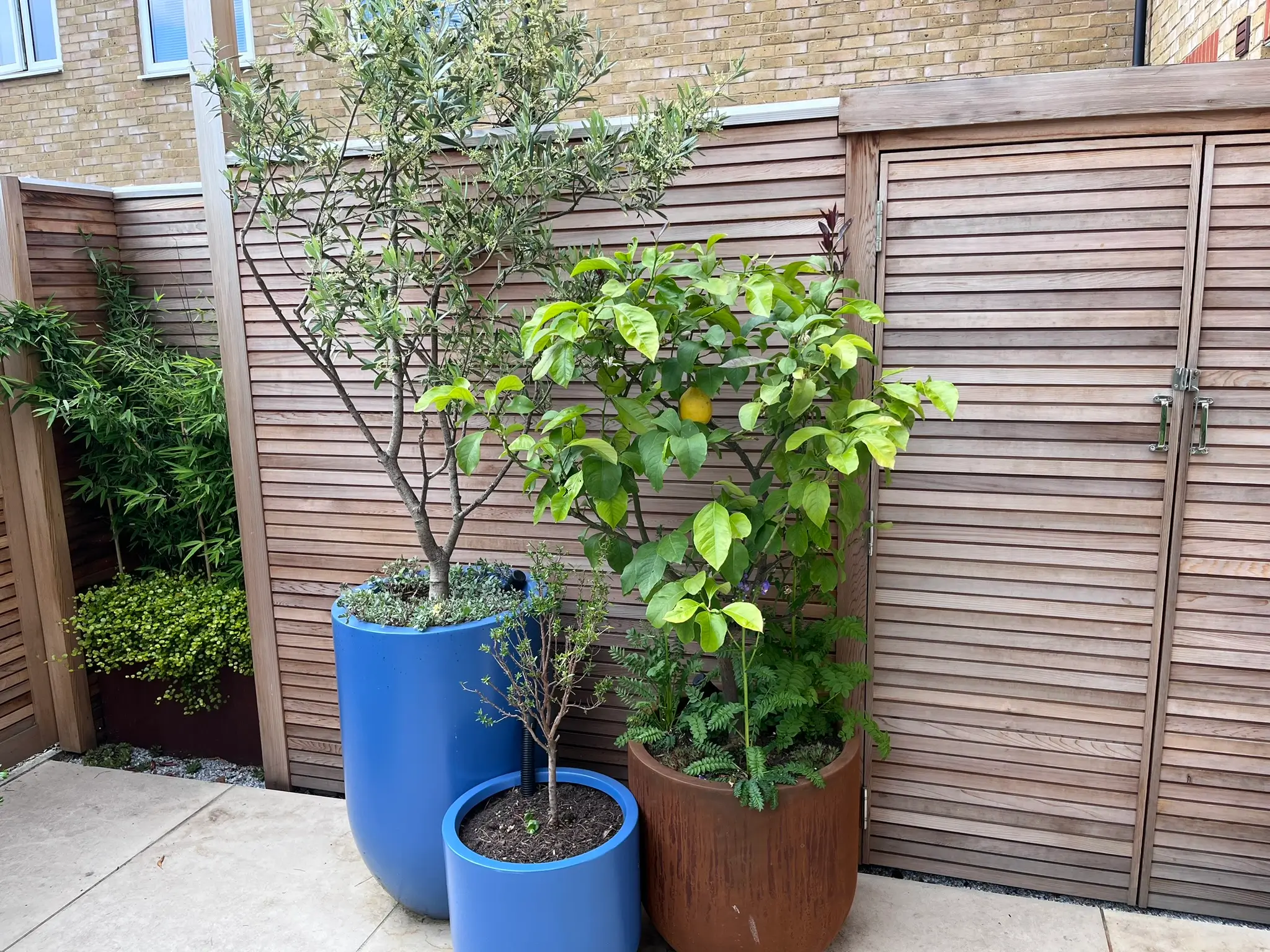 Potted plants in blue and brown containers against a wooden fence in a garden setting.