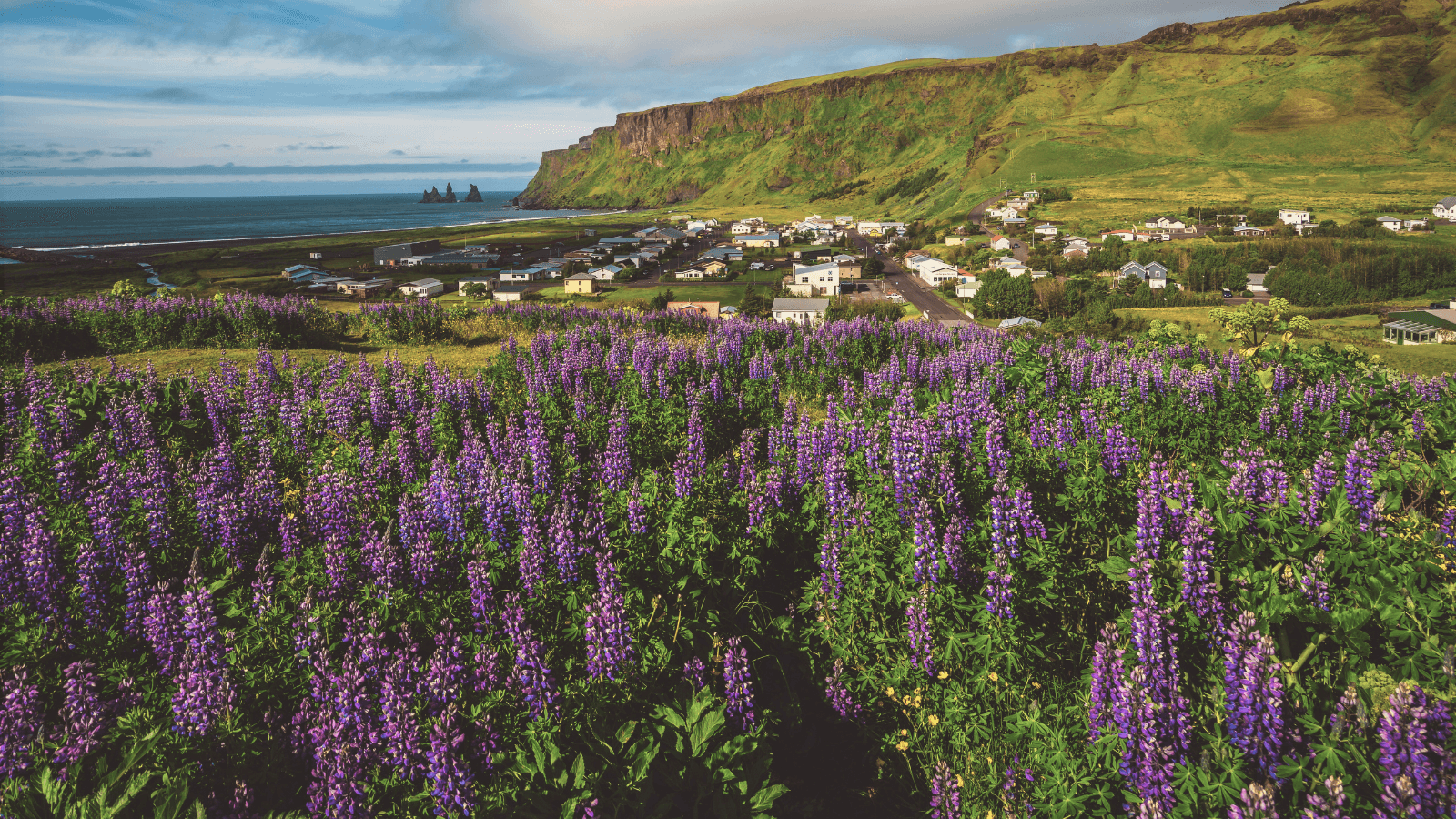 Lavender Fields and Seaside