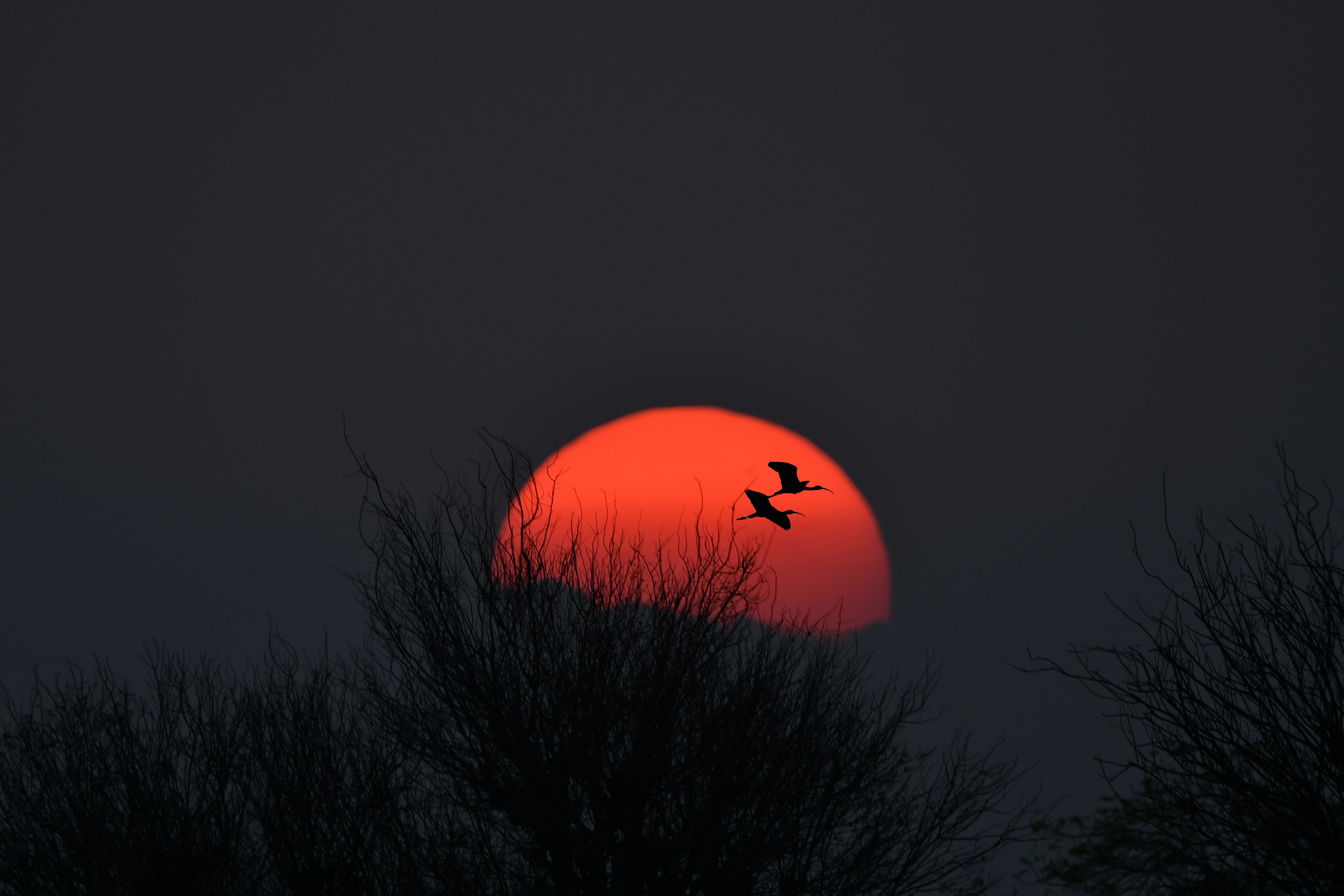 Two birds fly across a large red sun.