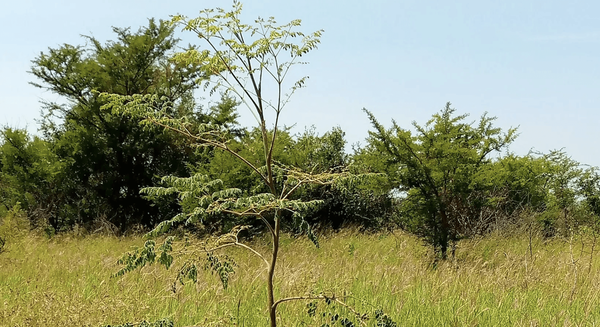 tree planting