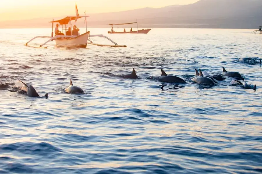 A pod of dolphins in clear turquoise water