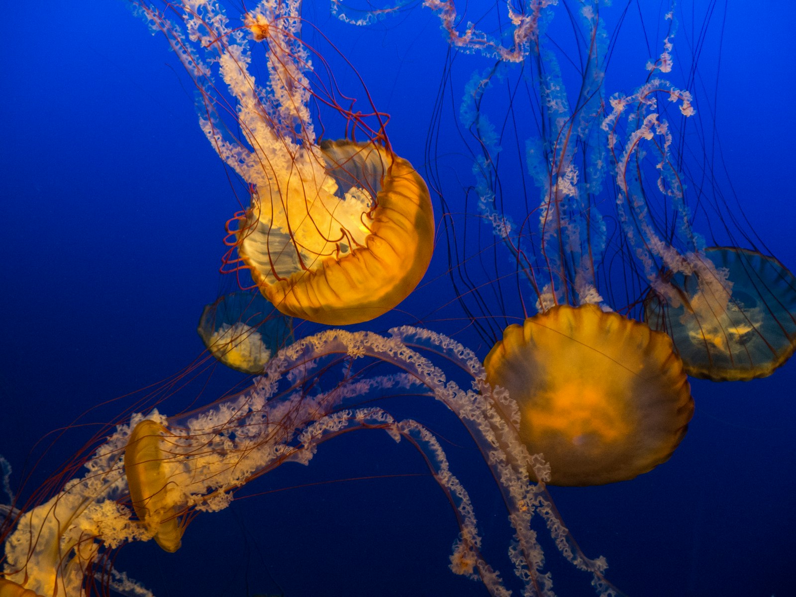 Cluster of golden jellyfish drifting in blue water