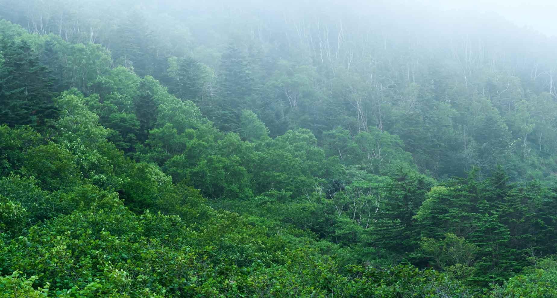 The Indigenous Ainu of Japan and the Northern Territories Dispute