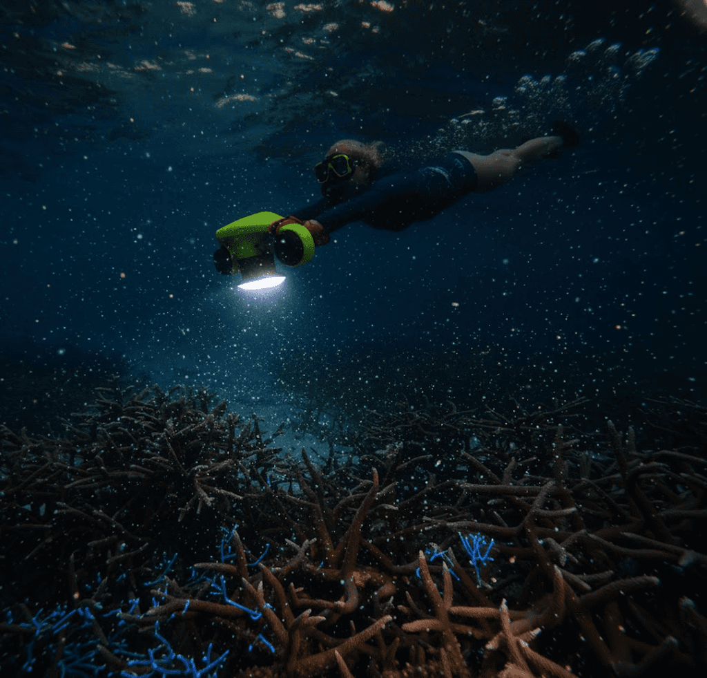 Guided Night Dives in Bonaire