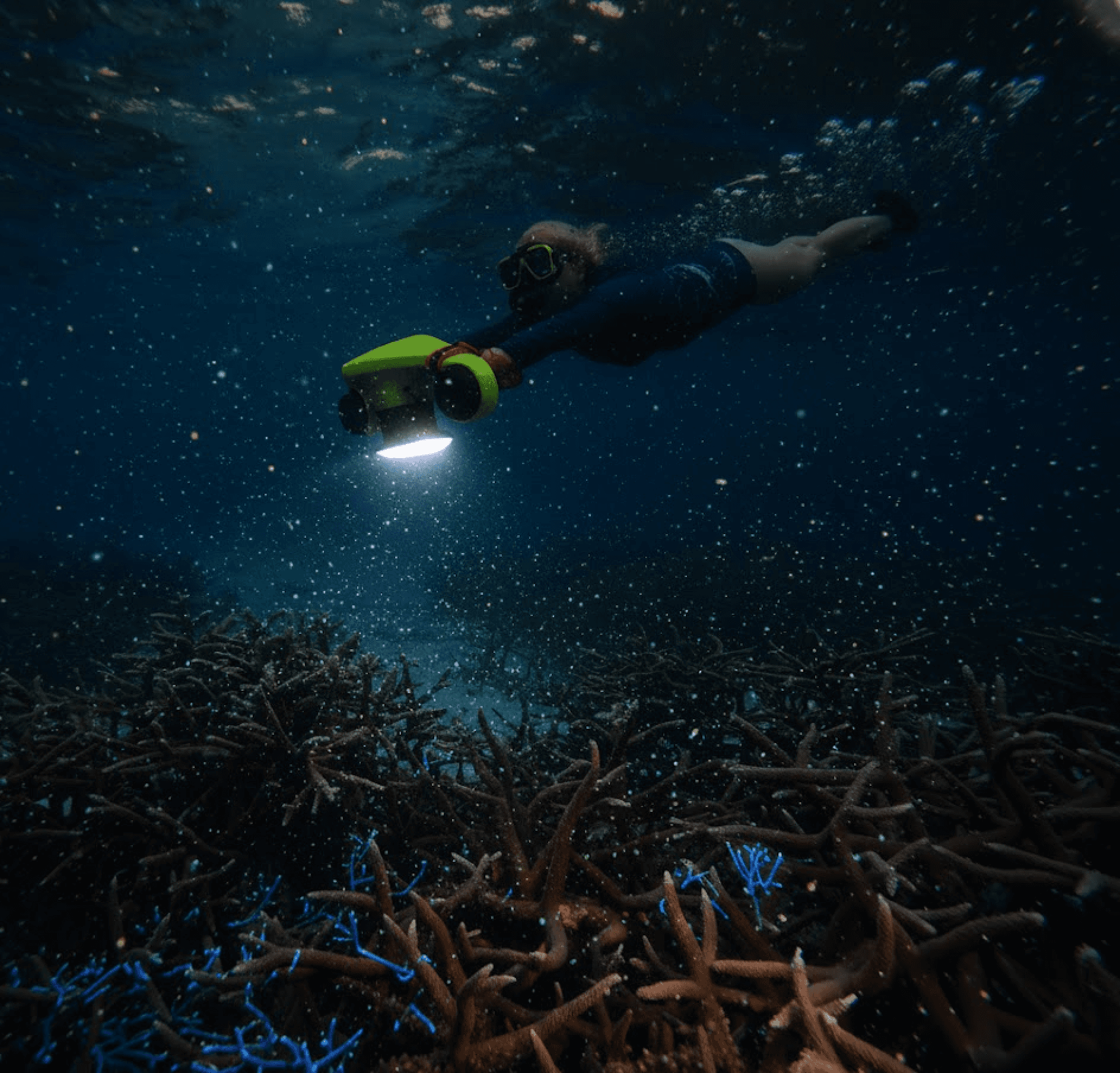 Guided Night Dives in Bonaire
