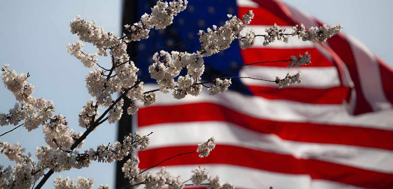 American flag partially obscured by flowering branches, set against a clear blue sky.