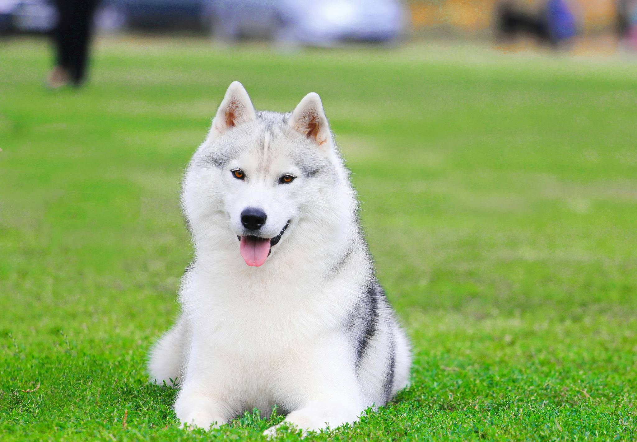 Siberian Husky: The Friendly Wolf-Like Dog Breed