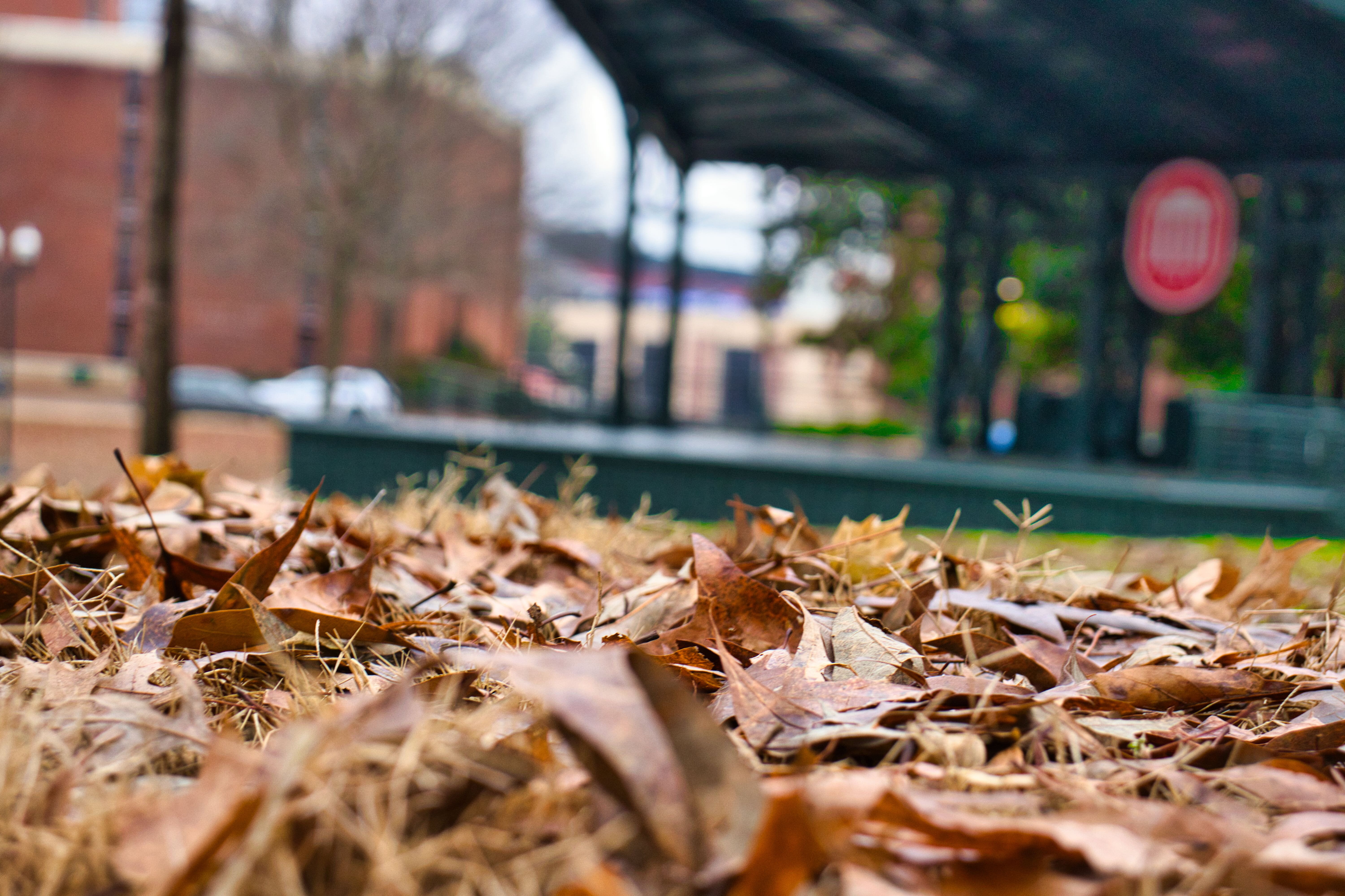 A carpet of fallen autumn leaves in the foreground with a blurred urban setting in the background