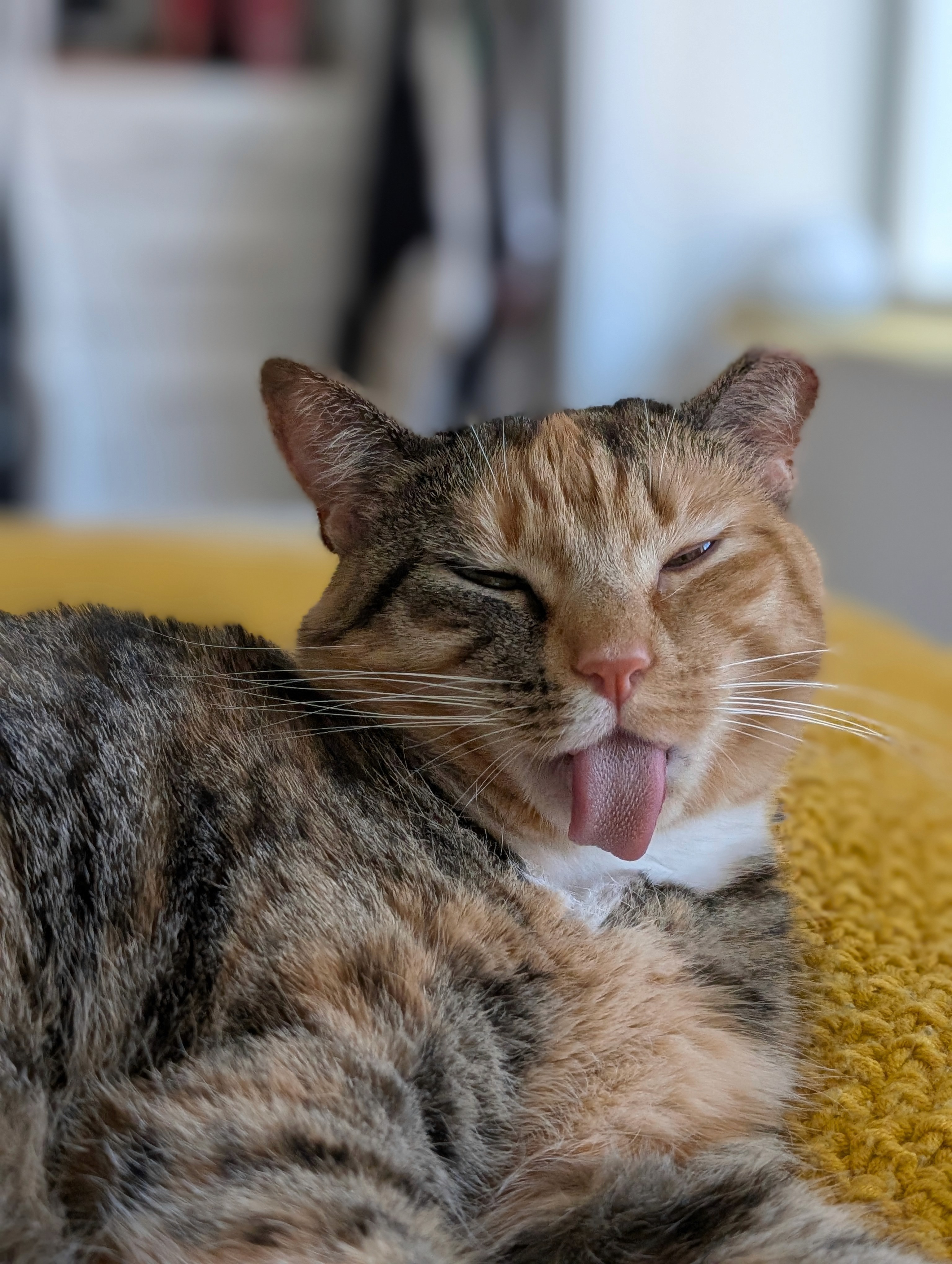 My cat, Lunceon, with her eyes closed and her tongue out. She is an orange and gray patched tabby with a white patch of fur on her neck.