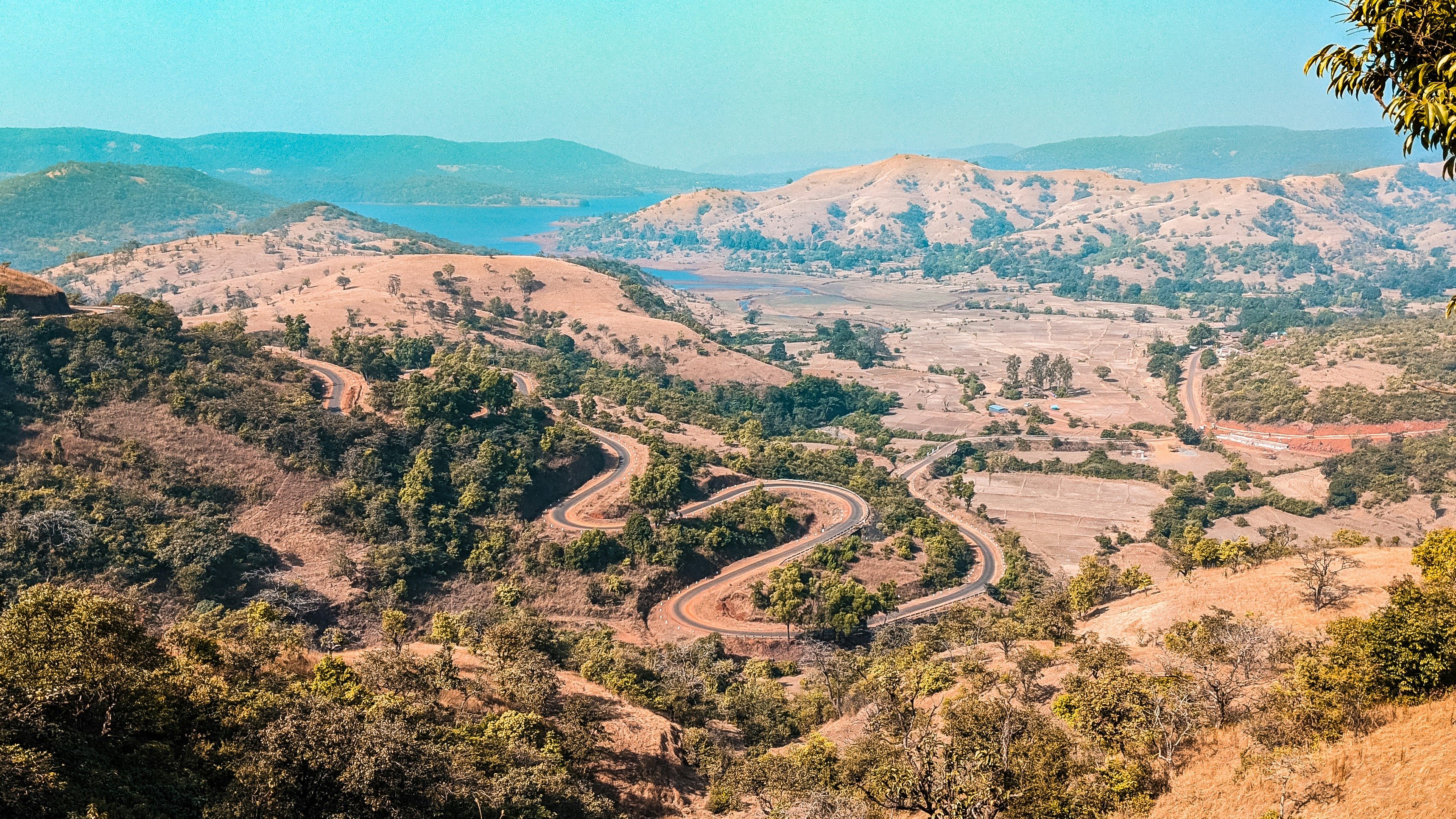 green trees on brown field during daytime