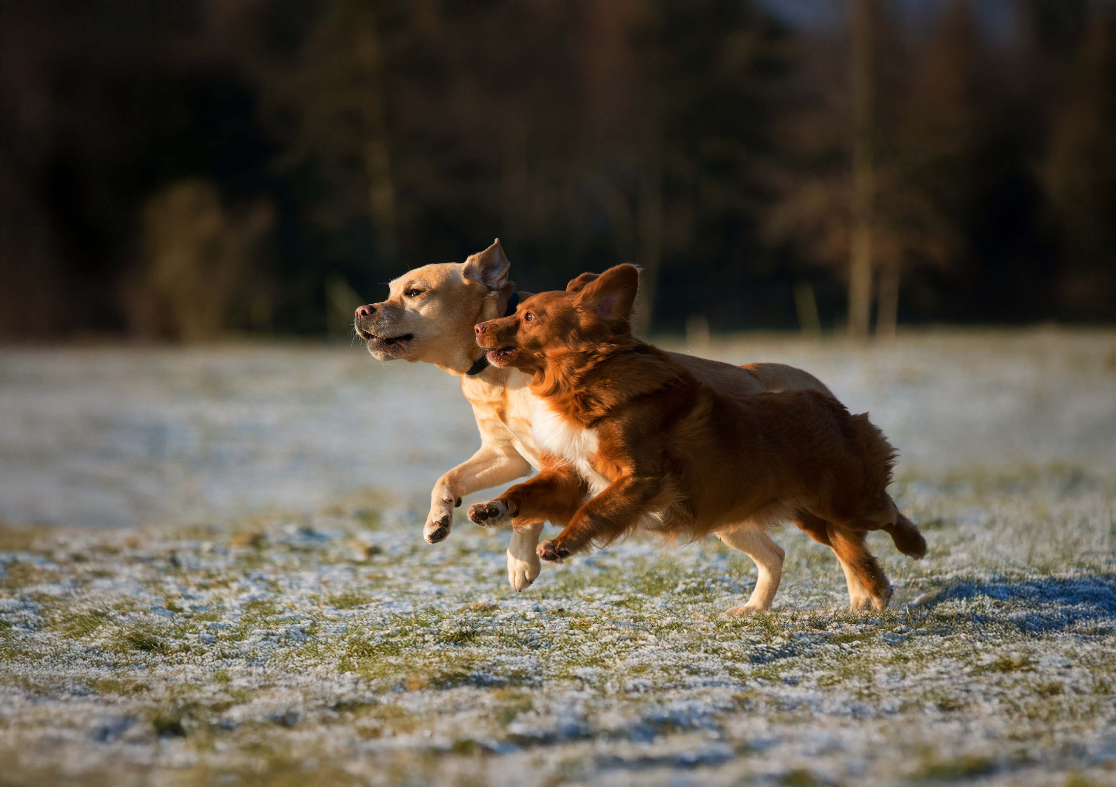 Promenades éducatives