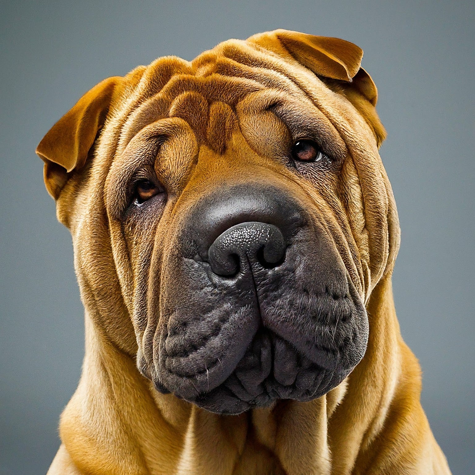 BUDDYUNO, Chinese Shar-Pei