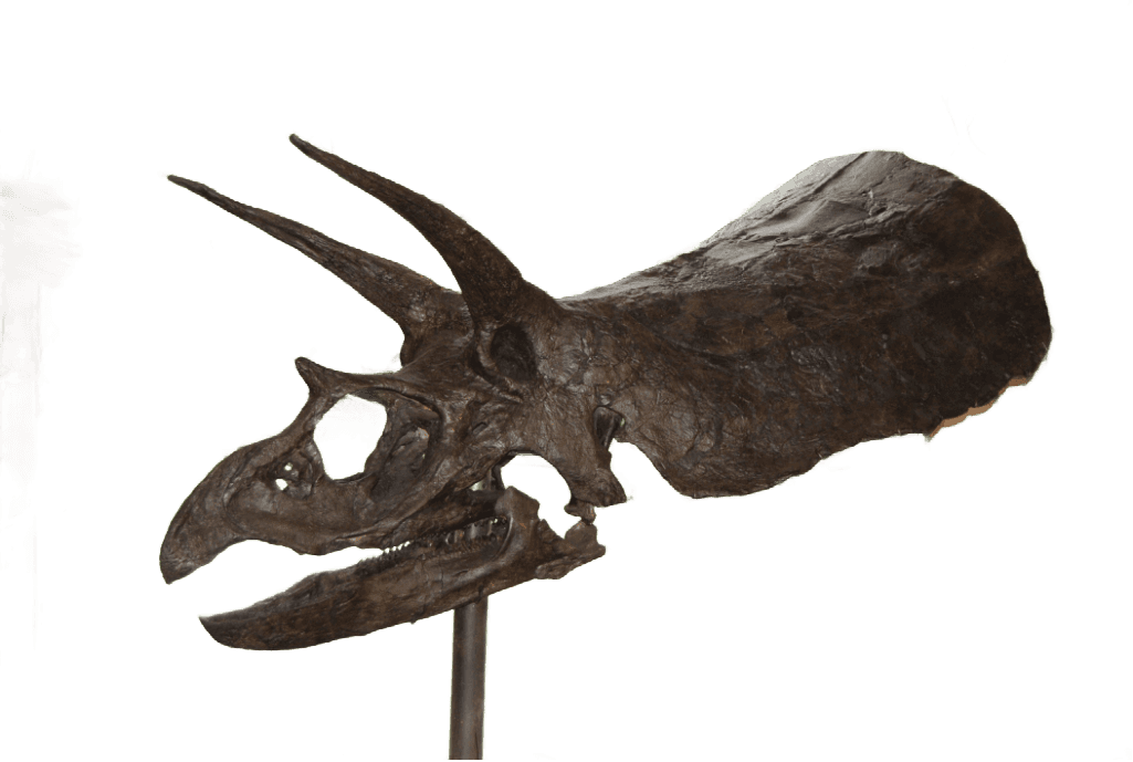 Live Cooking Class (Background Removed)