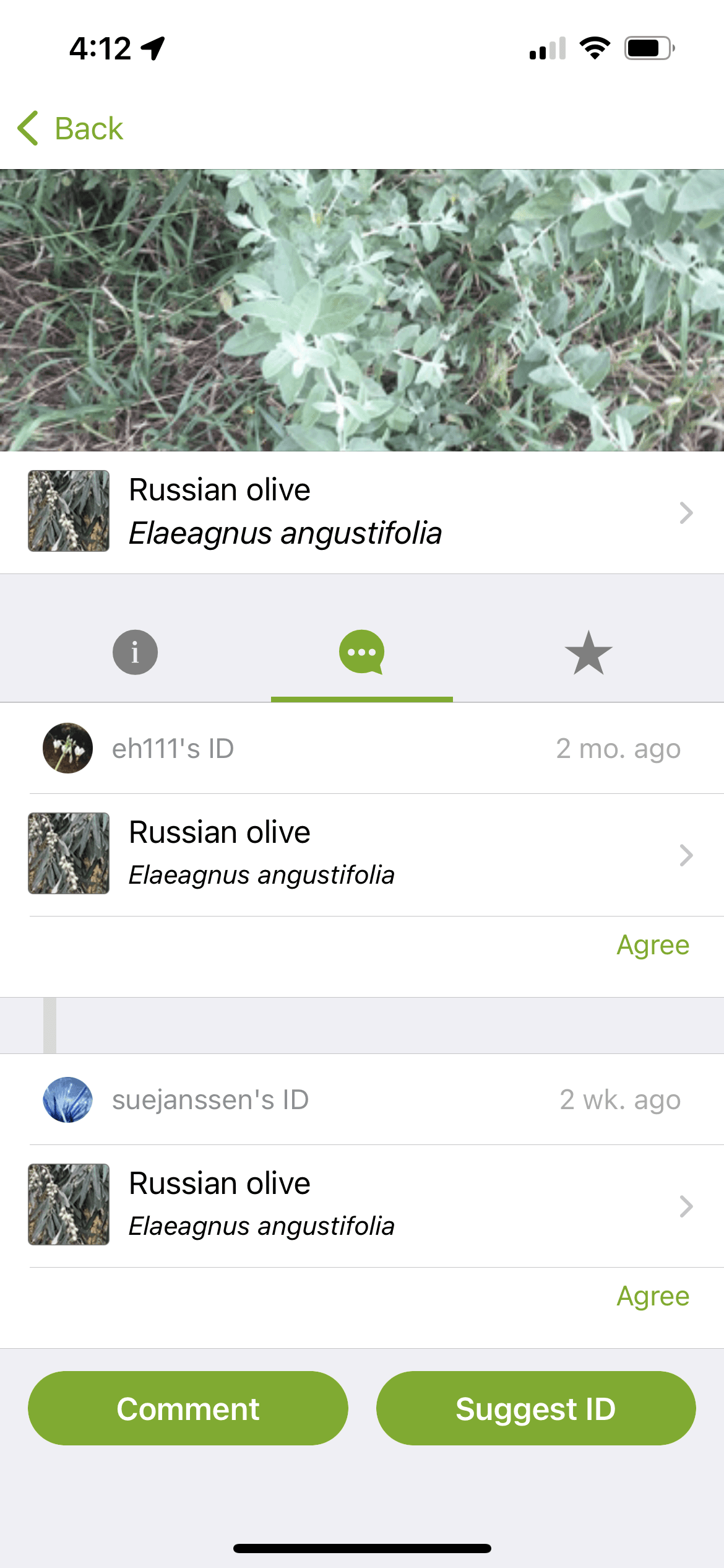 inaturalist screenshot with info about russian olive tree