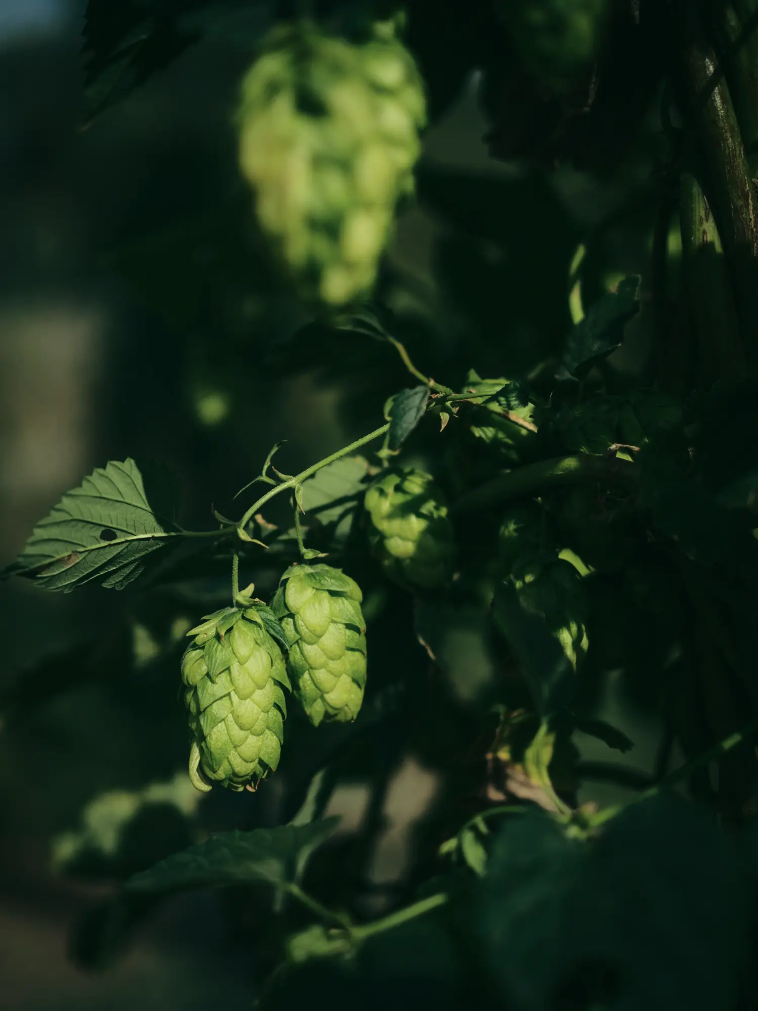 Hopfendolden an einer Pflanze im Schatten