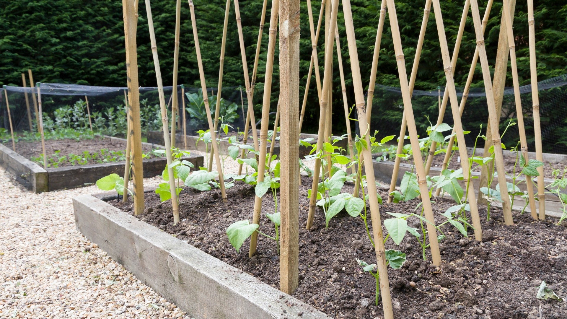 Garden Trellis