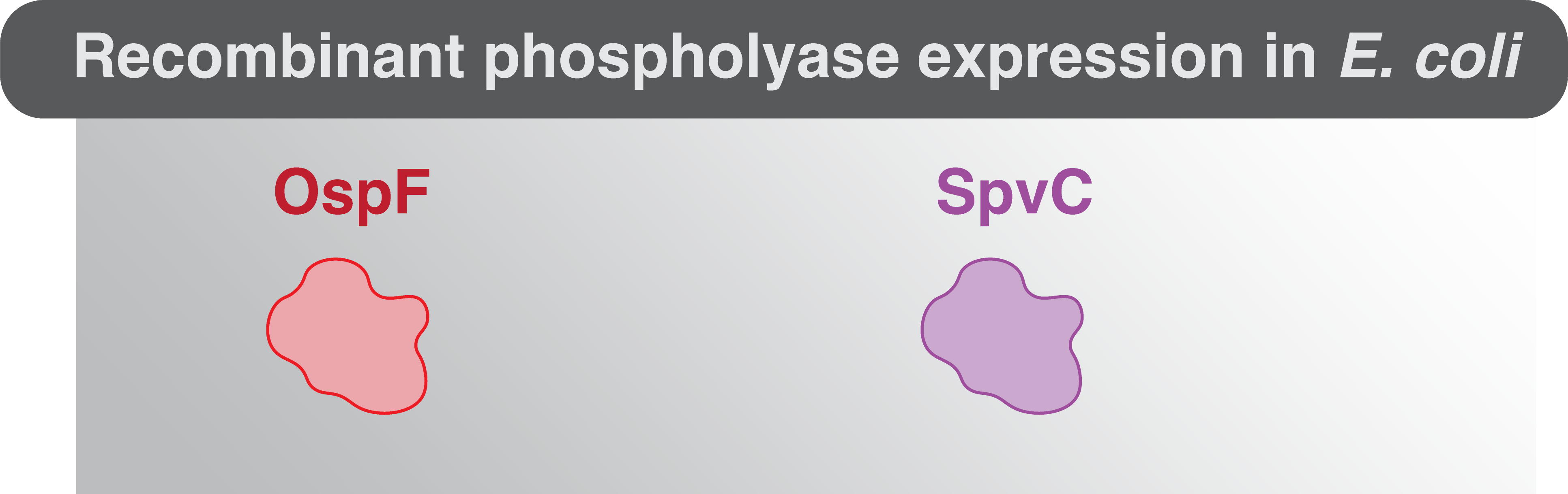 How to express a protein
