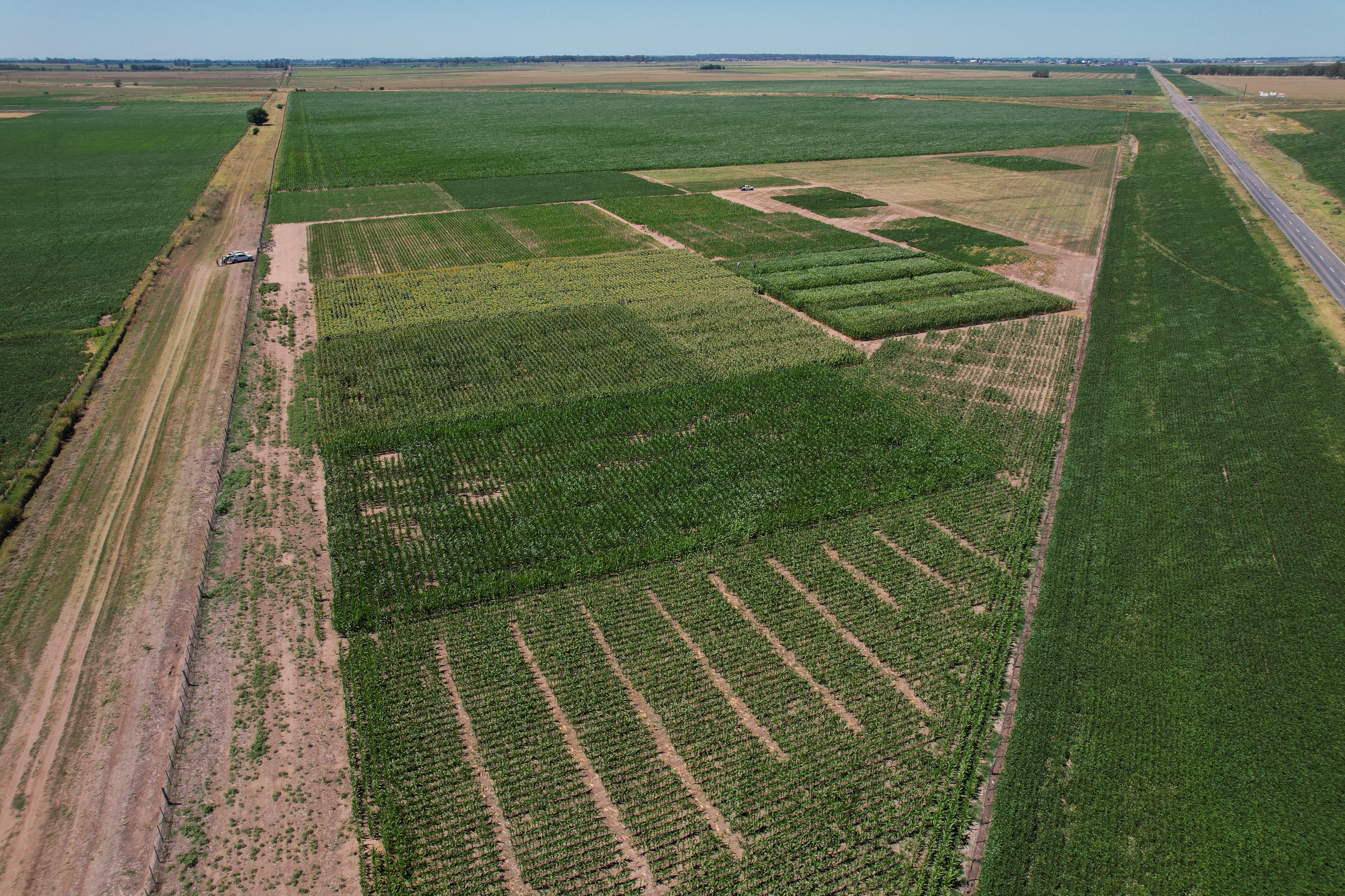 a vine with fruits on it