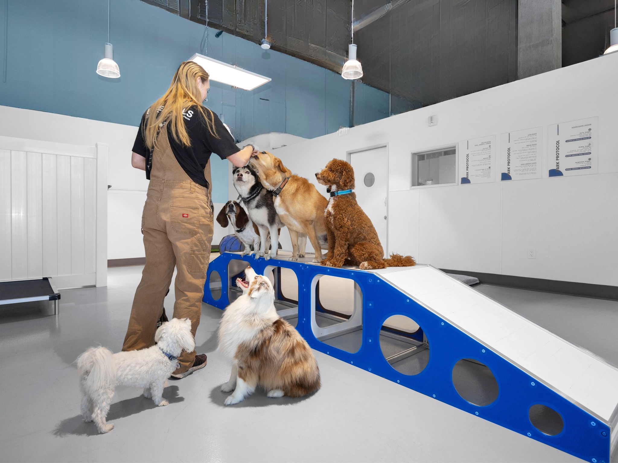 Happy dogs at Dogdrop Austin