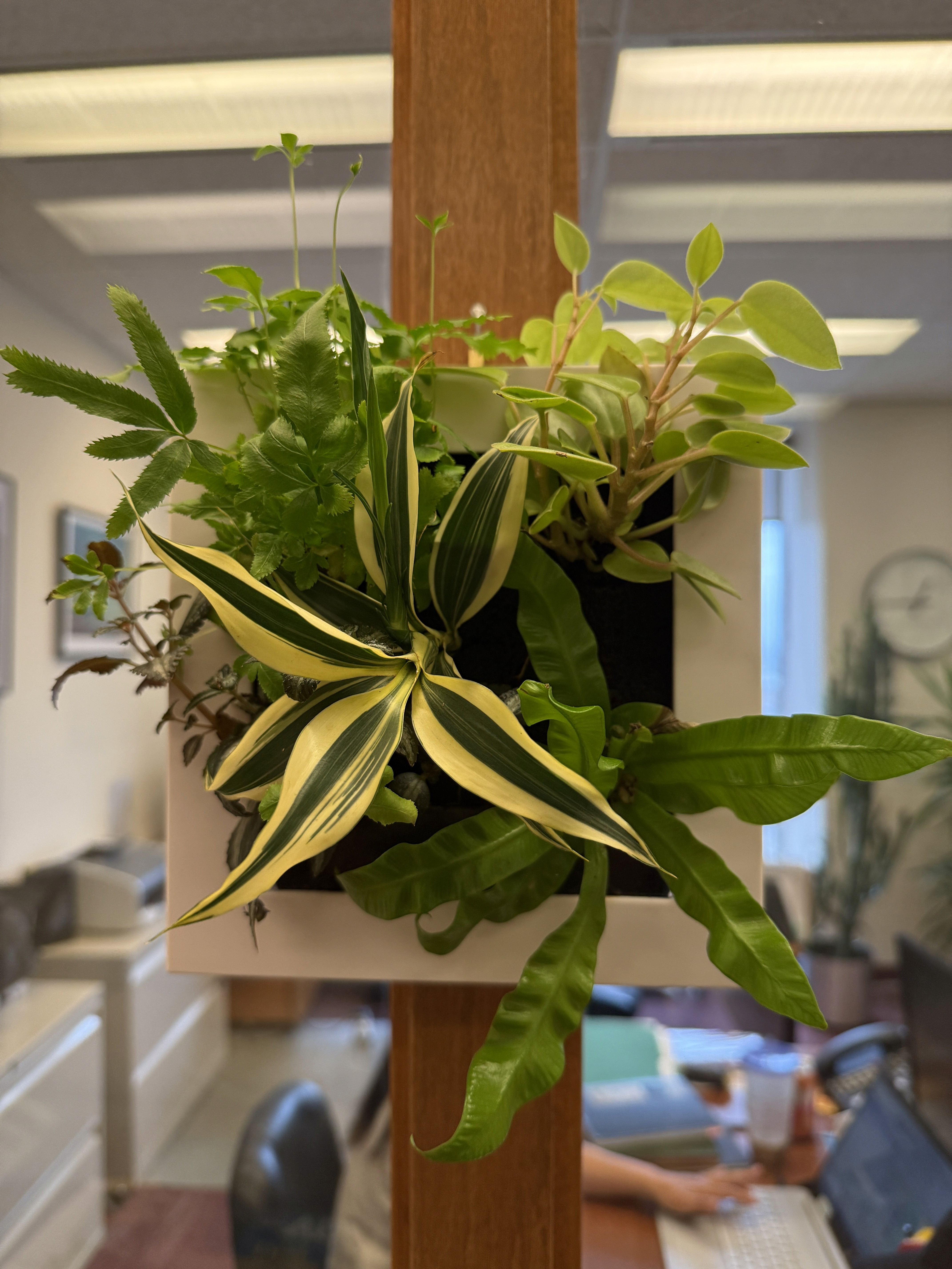 Midorie Canada wall hanging plant frames for homes easy care self watering clean using PAFCAL soil-less soil free soil less biophilic plant frames design forward Japan