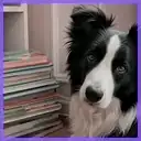 Profilbild von Sora Kim für Bewertungen unseres KI-Storyboard-Generator