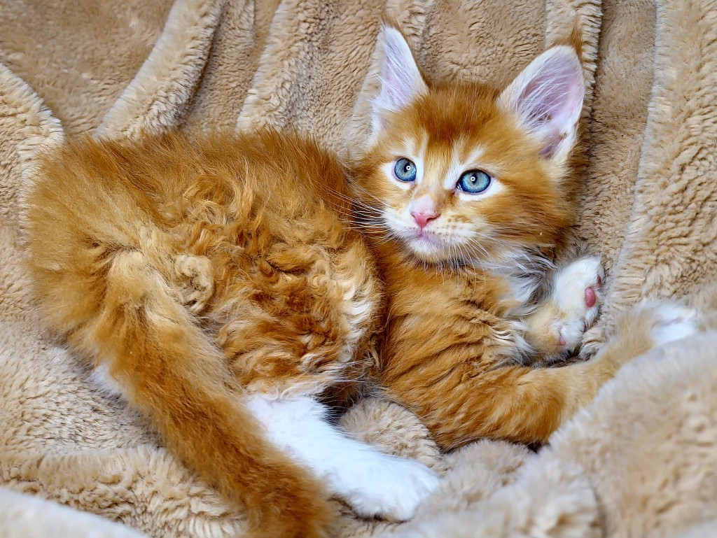 A Maine Coon kitten from Unfurgettable Maine Coon